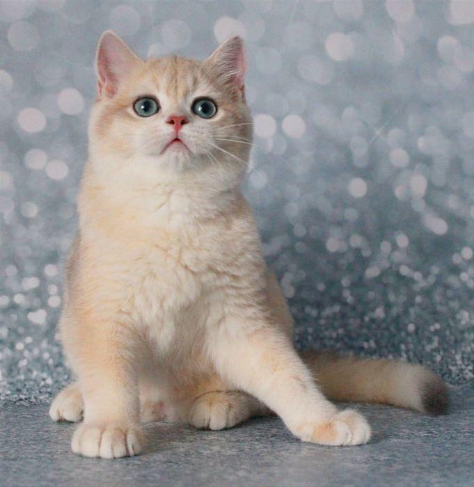 Британський котик шиншила - голубе золото