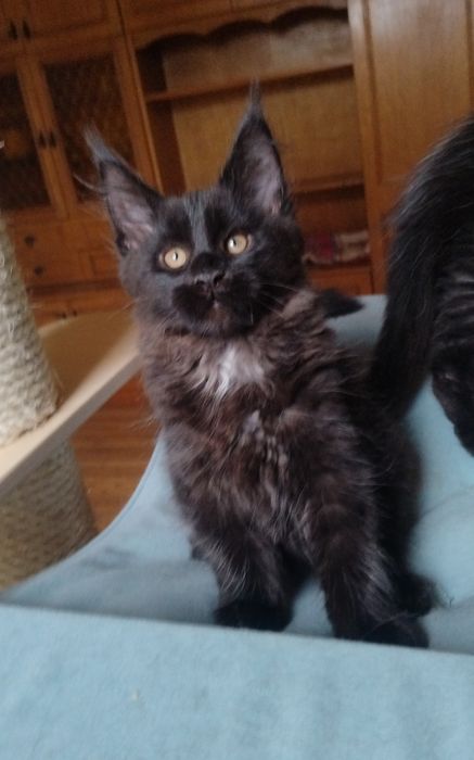 Kocięta Maine Coon