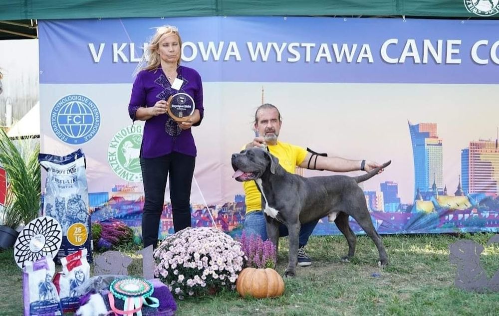 CANE CORSO pies z Najlepszej  Hodowli In Verto Corso FCI