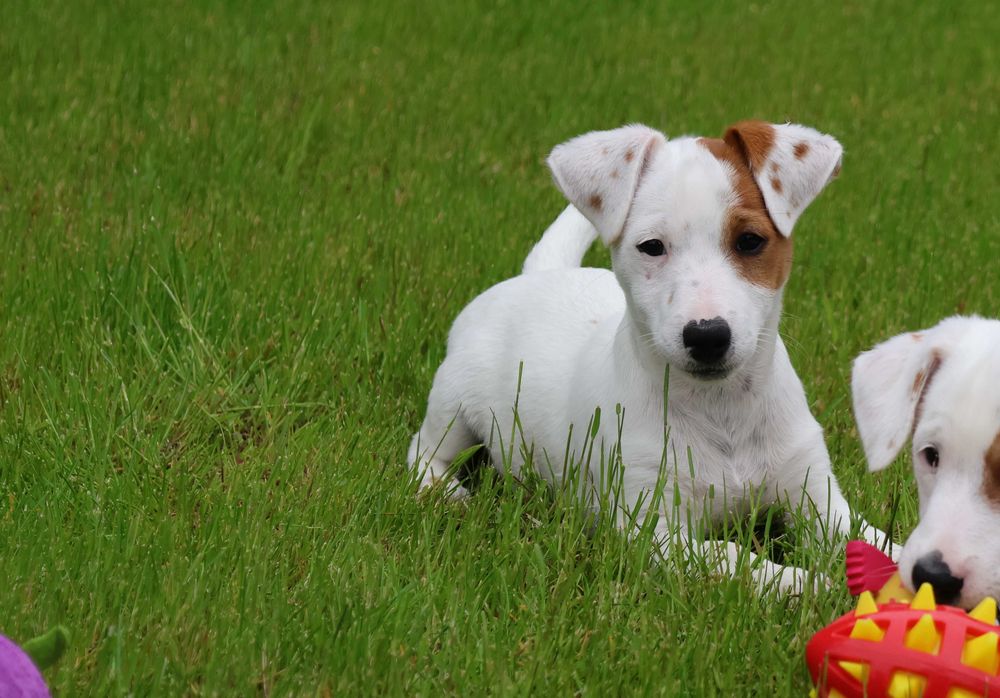 Oryginalny Jack Russell Terrier z hodowli BREFIO/badania genetyczne