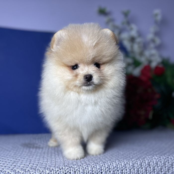 ляльковий Ведмедик шоу классу