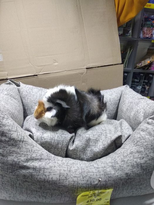 Морьска свинка, Пігулі