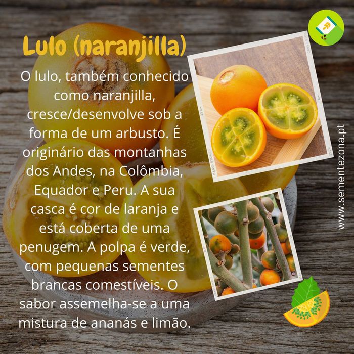 Naranjilla (lulo) Solanum quitoense - Sementes