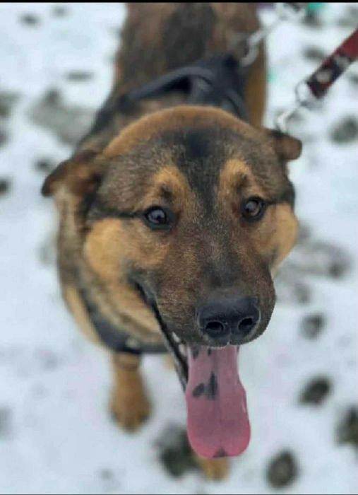 Przepiękny majestatyczny bardzo przyjacielski duży psiak do adopcji