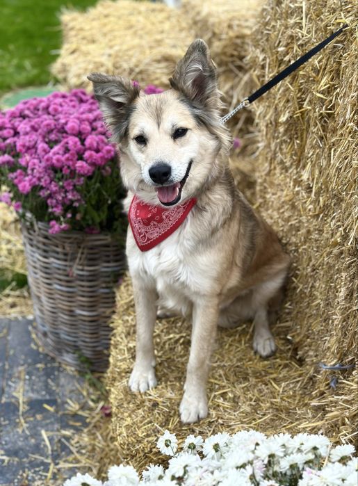 Собачка дівчинка шукає дім