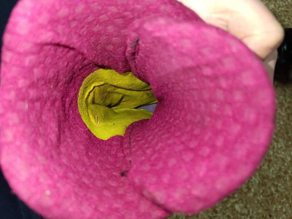 гірськолижні черевики  Nordica Next 68