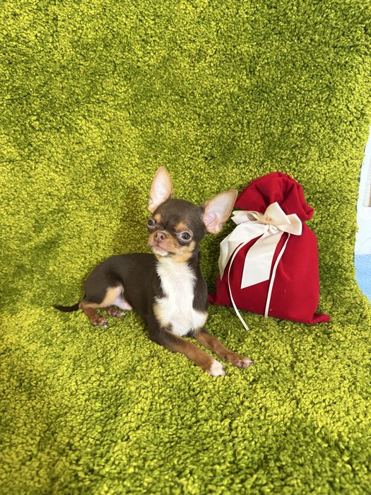 Міні хлопчик чихуахуа