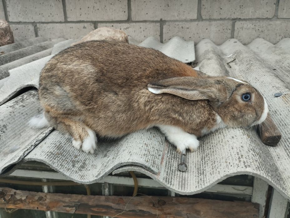 Продам кролі віком від 2 до 4 місяців