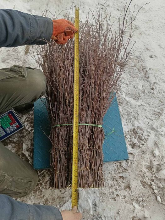 Мітла березова віник