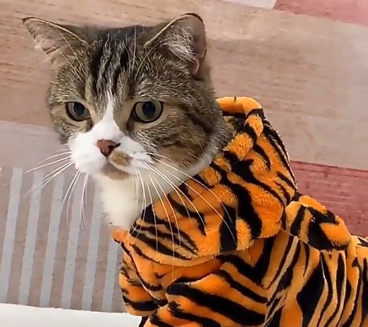 Костюмчик для маленьких животных