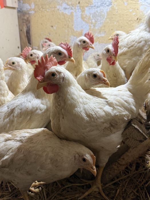 Młode Koguty kury rasy leghorn 8 tyg.