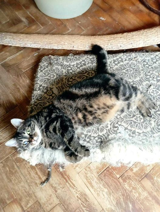 Кошечка Бася ищет дом с полной миской