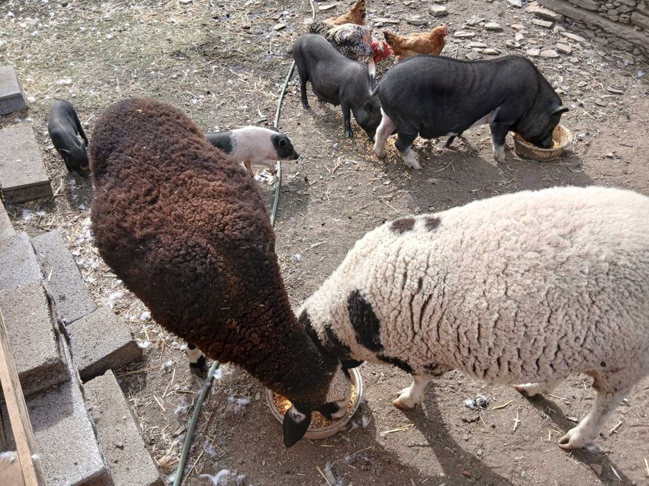 Familia de porcos para adotar URGENTE