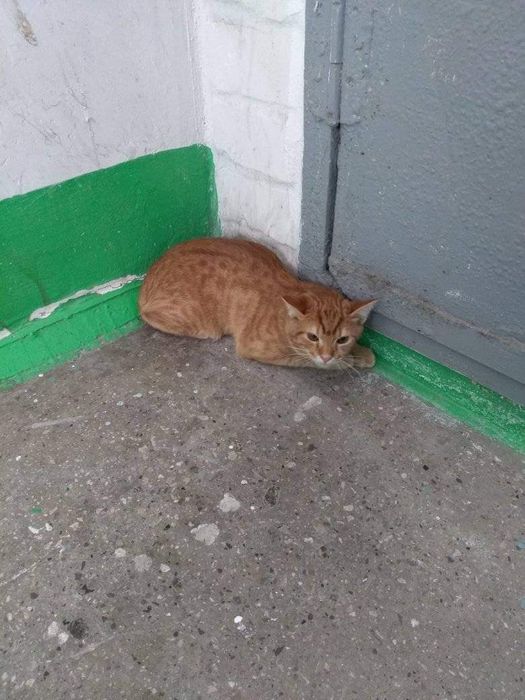 Рижик шукає нових чи старих господарів