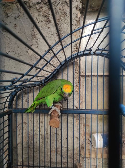 Amazonas ochrocephala 2026