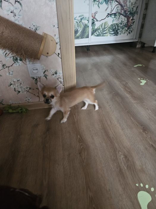 Срочно Продаю щенка чихуахуа девочка