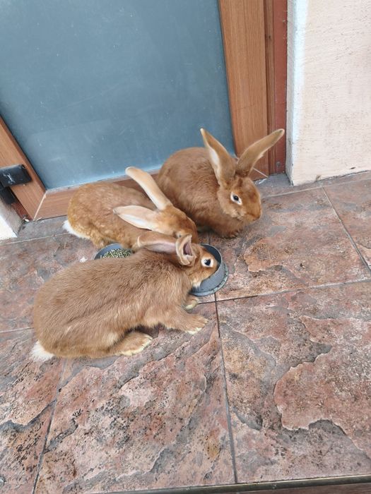 Кролі Бургундської породи та НЗЧ(Новозеландська Червона)