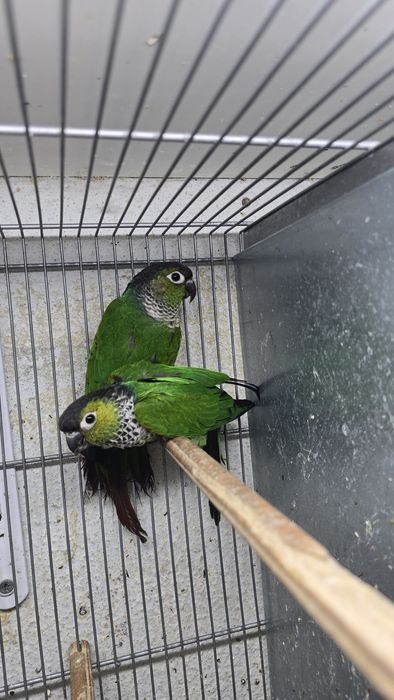 Pyrrhuras Tiriba-Rupestre