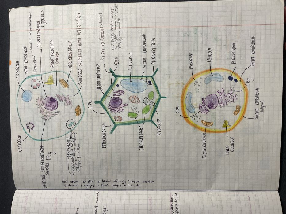 Korepetycje biologia