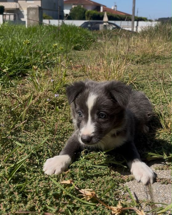 Cachorro border collie