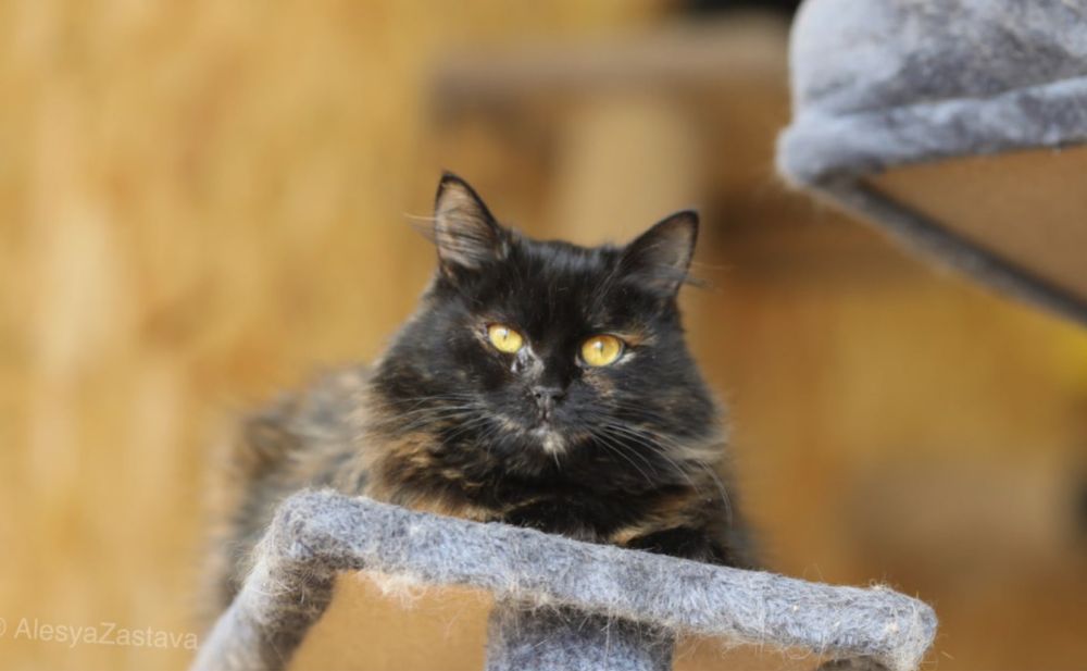 Пеппа, дружелюбный игривый котенок 1 год