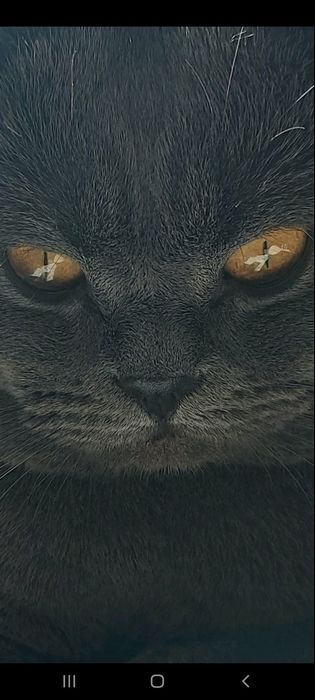 Неймовірно красивий кіт чекає на вашу кішечку.