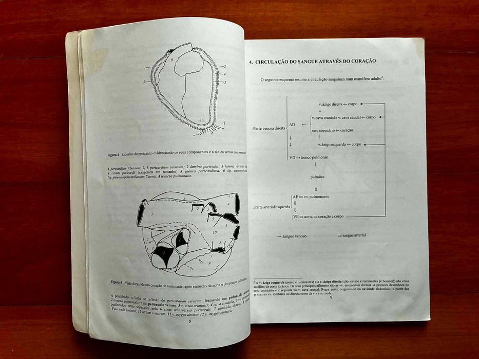 O Coração dos Mamíferos Domésticos