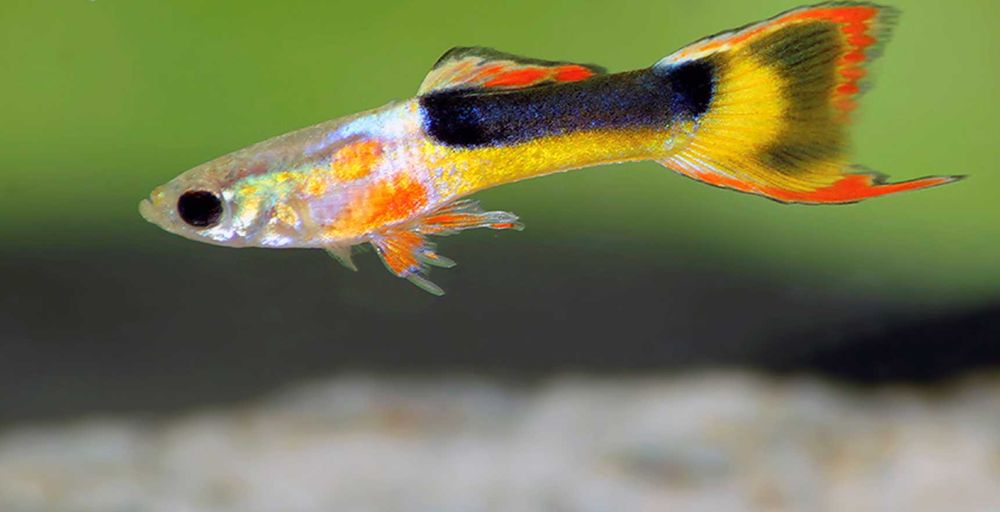 Gupik Endlera odmiana RED CHEST - Poecilia wingei - dowóz, wysyłka