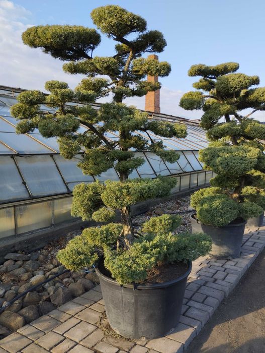 Bonsai Ogrodowe Jałowiec Produkcja własna Szkółka Zalasewo-Swarzędz