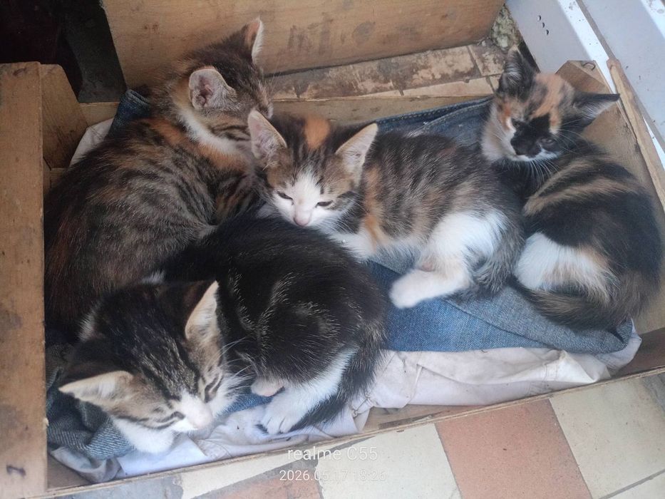 Отдам котят в хорошие руки