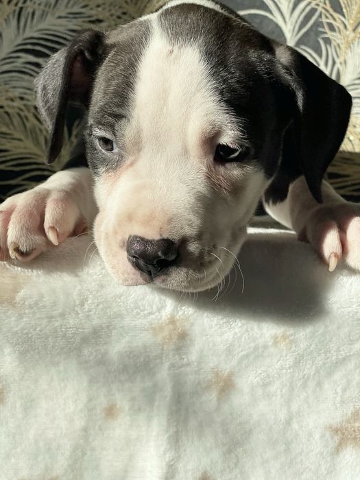 Шикарна чорно біла красуння Аст