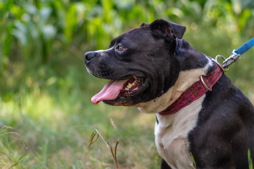 Bono szuka domu i swojego człowieka