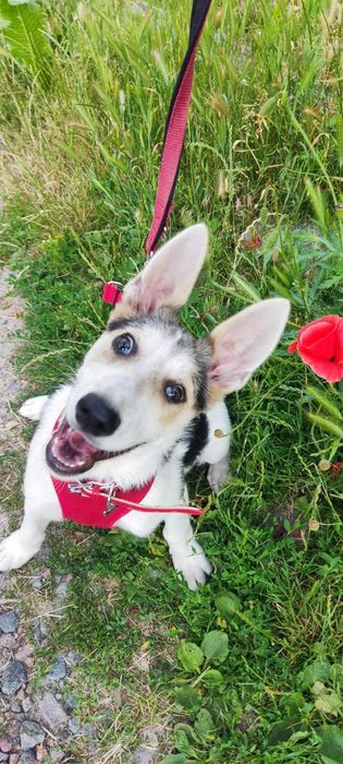 Метис вівчарки прилаштовується безкоштовно