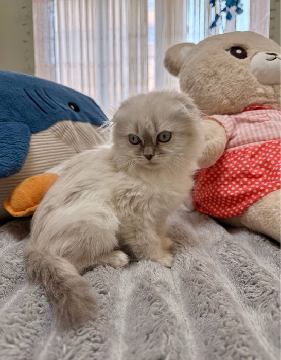 Шотландське висловухе кошеня