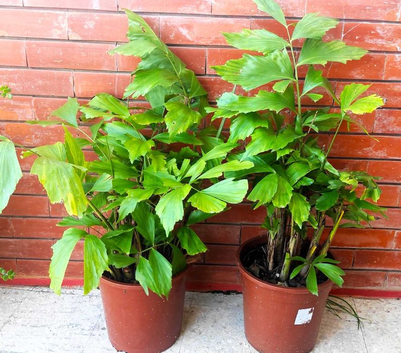 Palmeira-rabo-de-peixe - planta grande