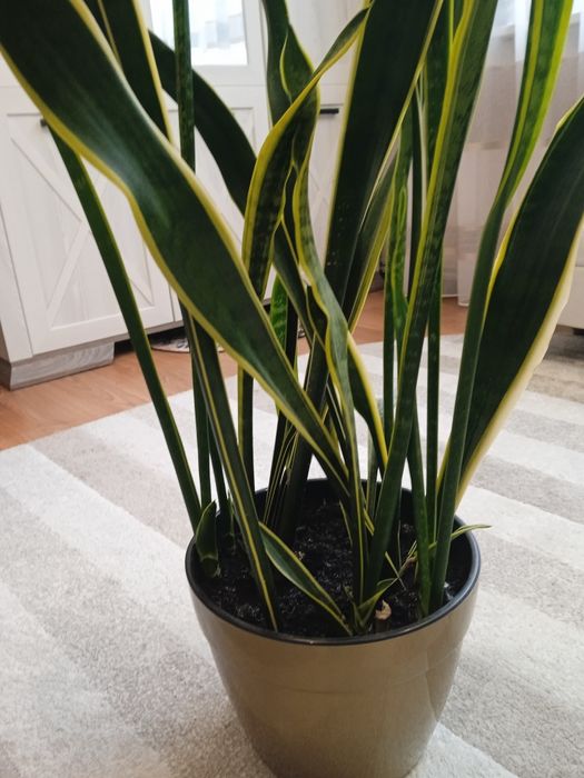 Сансеєверія -невибаглива красуня
