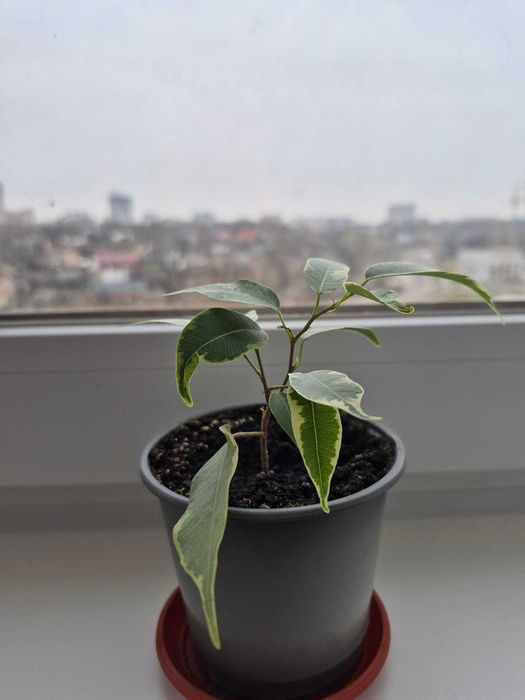 Фікус Бенджаміна