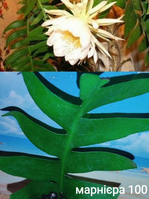 Марниера, ангулигер, репсалис, ссукуленти