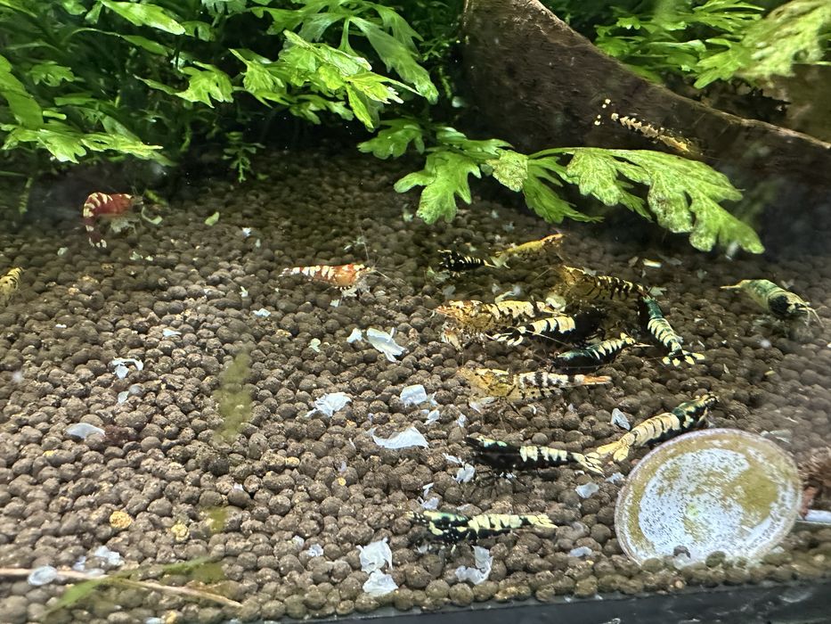 Krewetki cardina hybrydy mix
