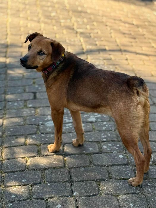 Bonus , młody kundelek do adopcji z fundacji