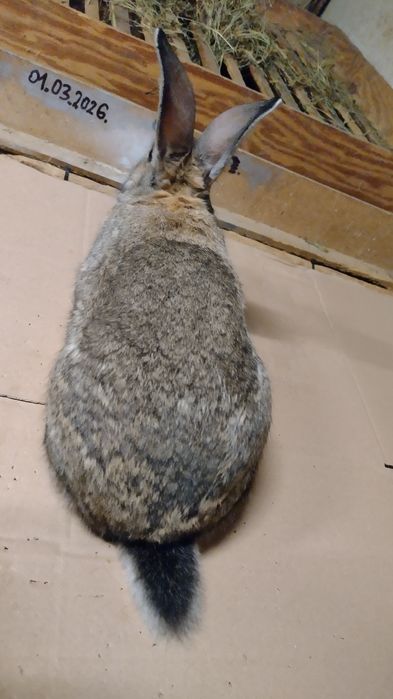 Królik młody Samiec