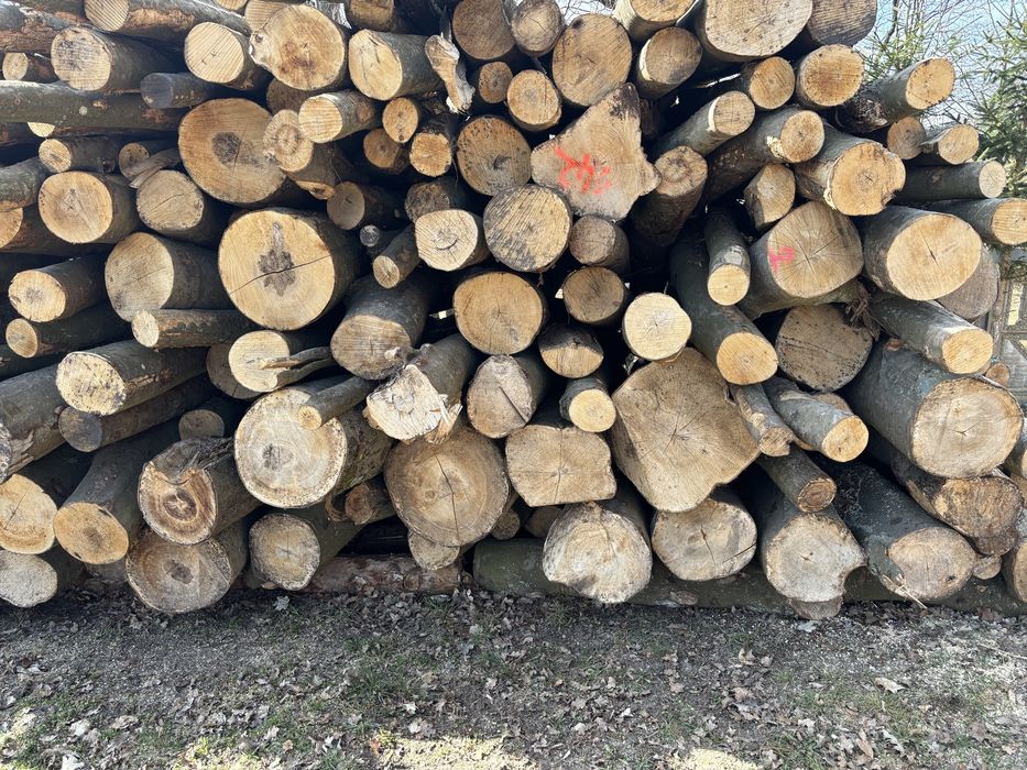 Drewno kominkowe/ opałowe