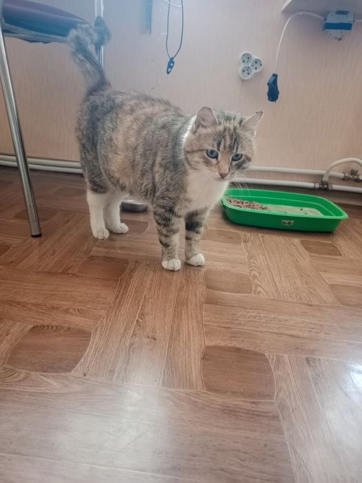 Щенки та котики добрі руки
