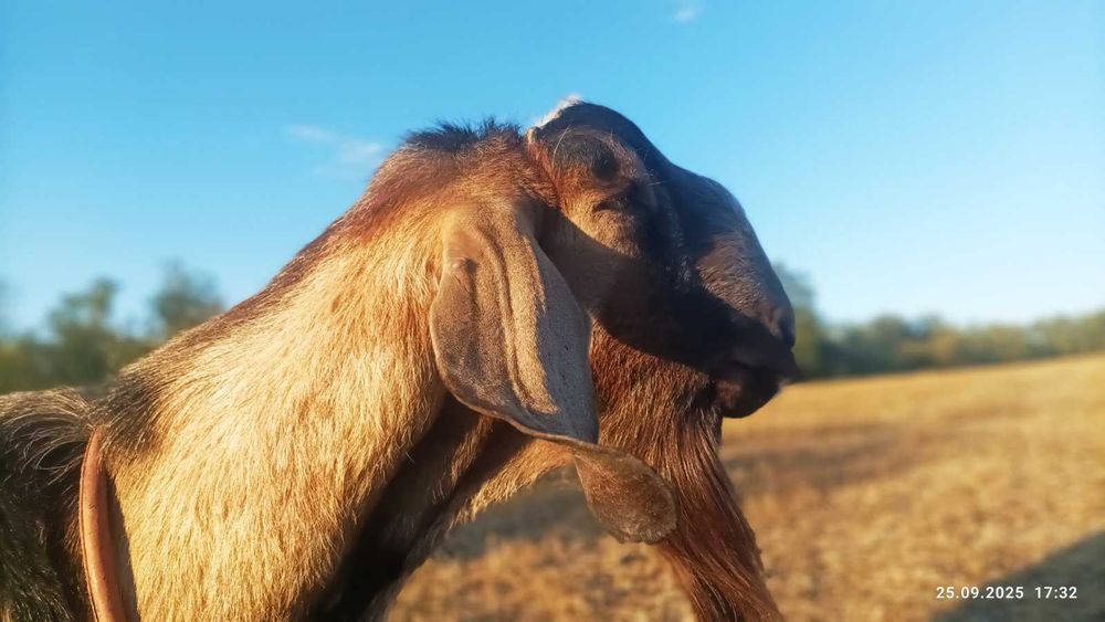 Козочка 25% камори , коза,козлята