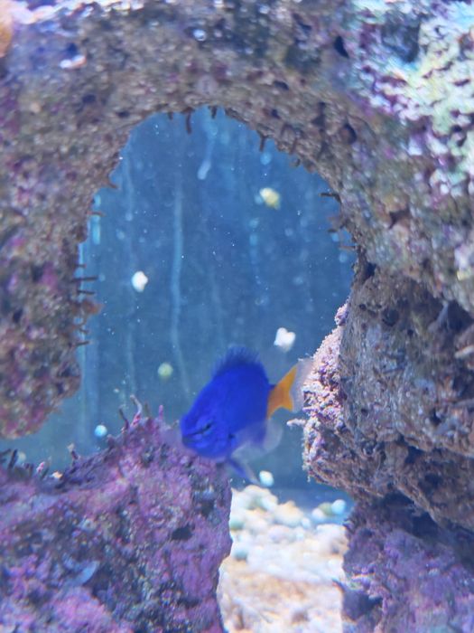 Peixes, rochas e corais