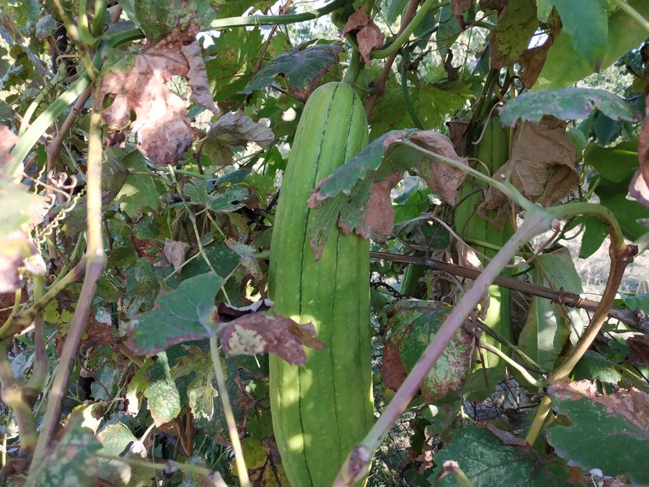 Люффа (мочалка) семена, насіння