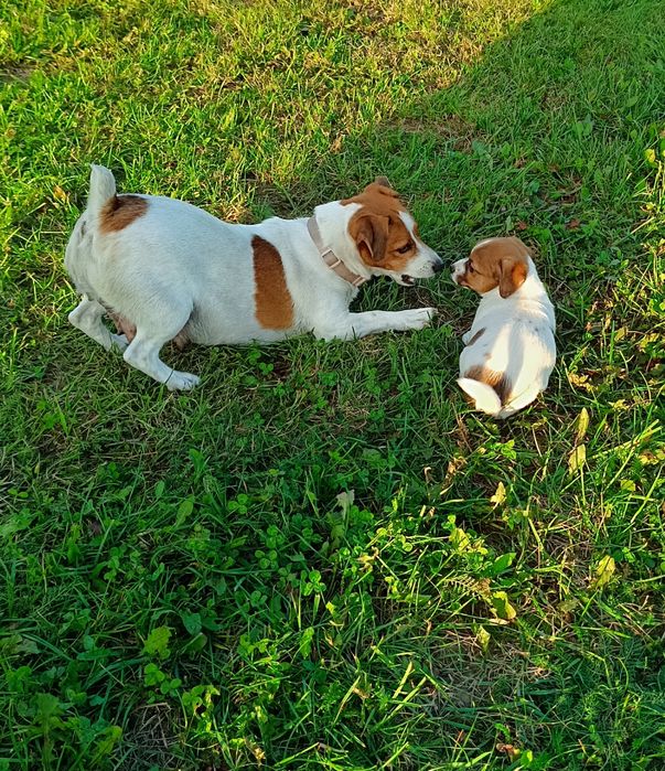 Jack Russell Terrier