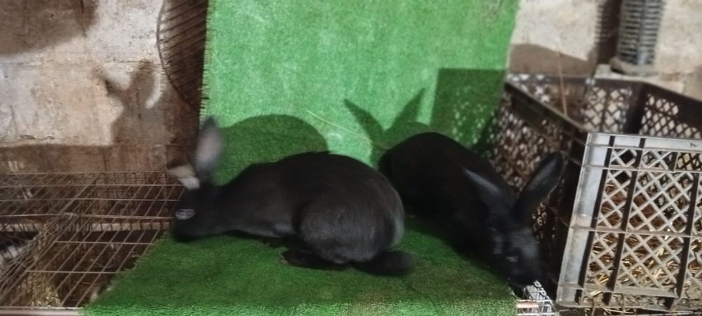 Coelhos cruzados gigantes borboleta