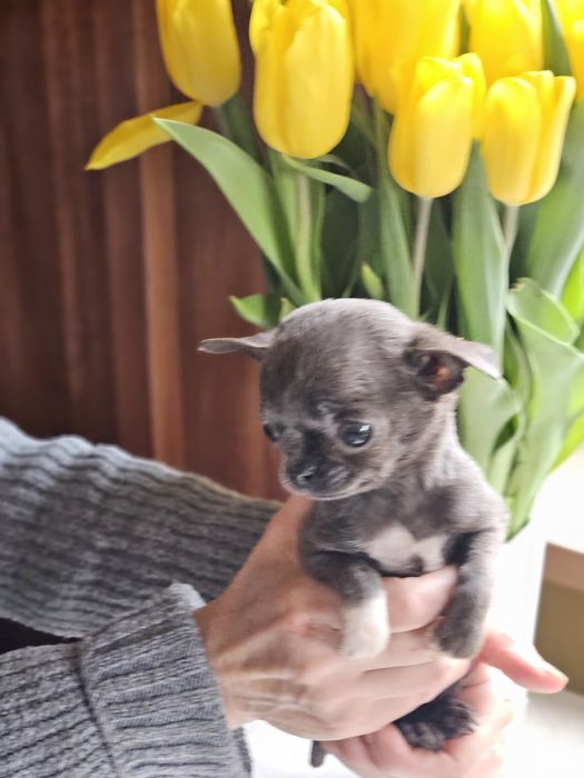 Przepiękna mini dziewczynka liliowa gotowa do zmiany domku