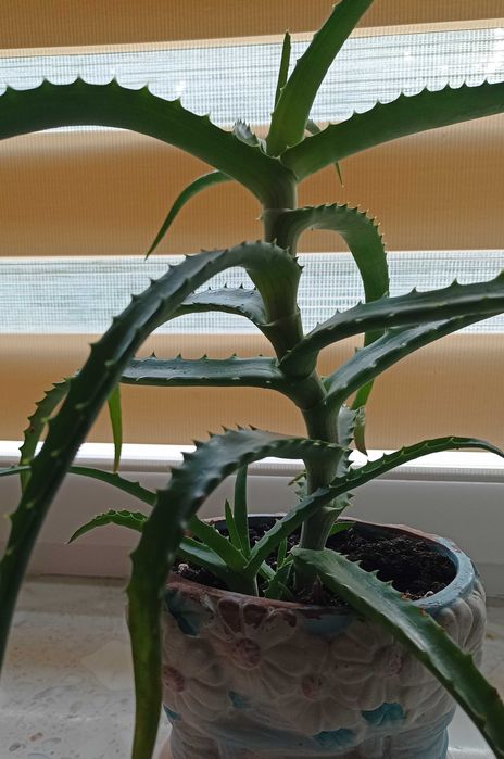 Aloes sadzonki zaszczepki